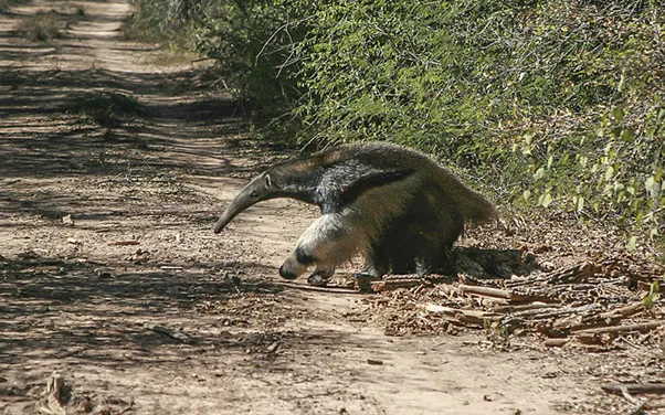 Oso hormiguero (Myrmecophaga tridactyla)