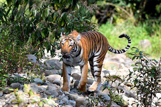 Jim Corbett National Park, India