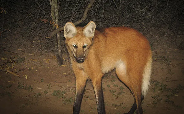 Aguará guazú (Chrysocyon brachyurus)