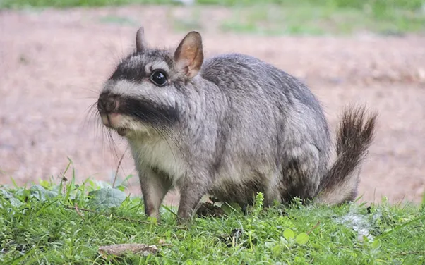 Vizcacha ( Lagostomus maximus)