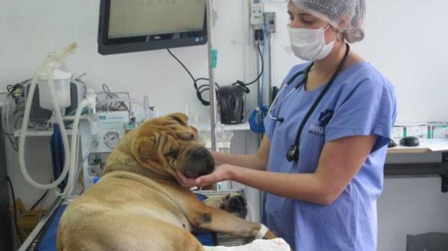Hospital Público de Mascotas: Trabajará con la motoambulancia y con un 0800 de urgencias