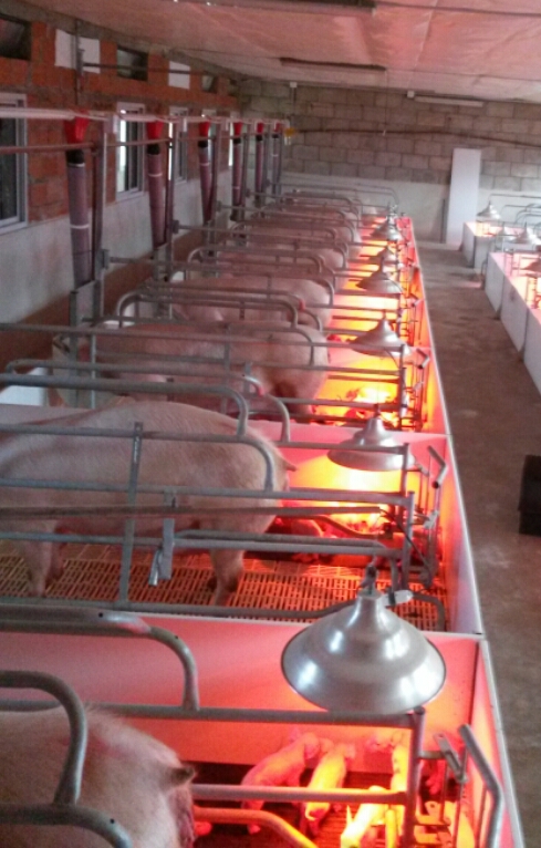 criadero de cerdos Quijano (2)