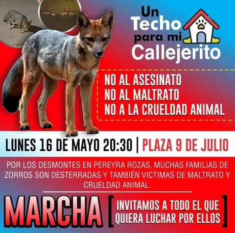 zorros-pereyra-rozas-4