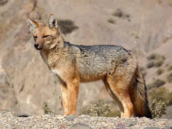 Zorro colorado ( Lycalopex culpaeus )