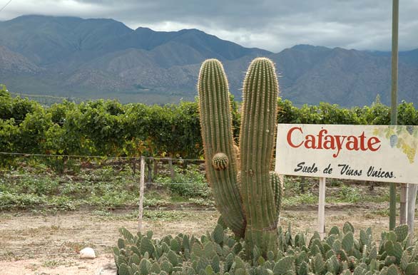 Cafayate 1
