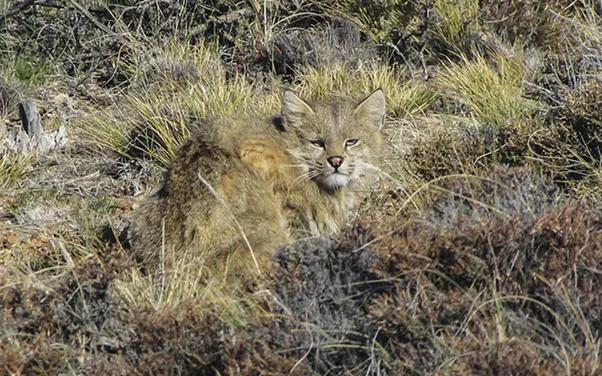 Gato del pajonal (Leopardus colocolo)