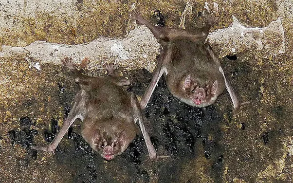 Vampiro (Desmodus rotundus)