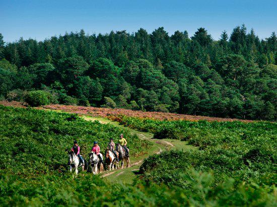 New Forest National Park Hampshire, Reino Unido