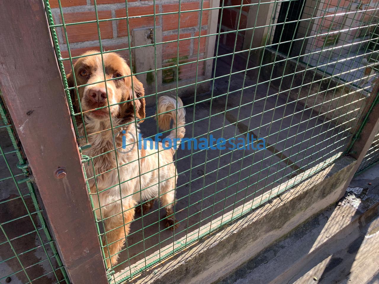 perros centro de adopcion