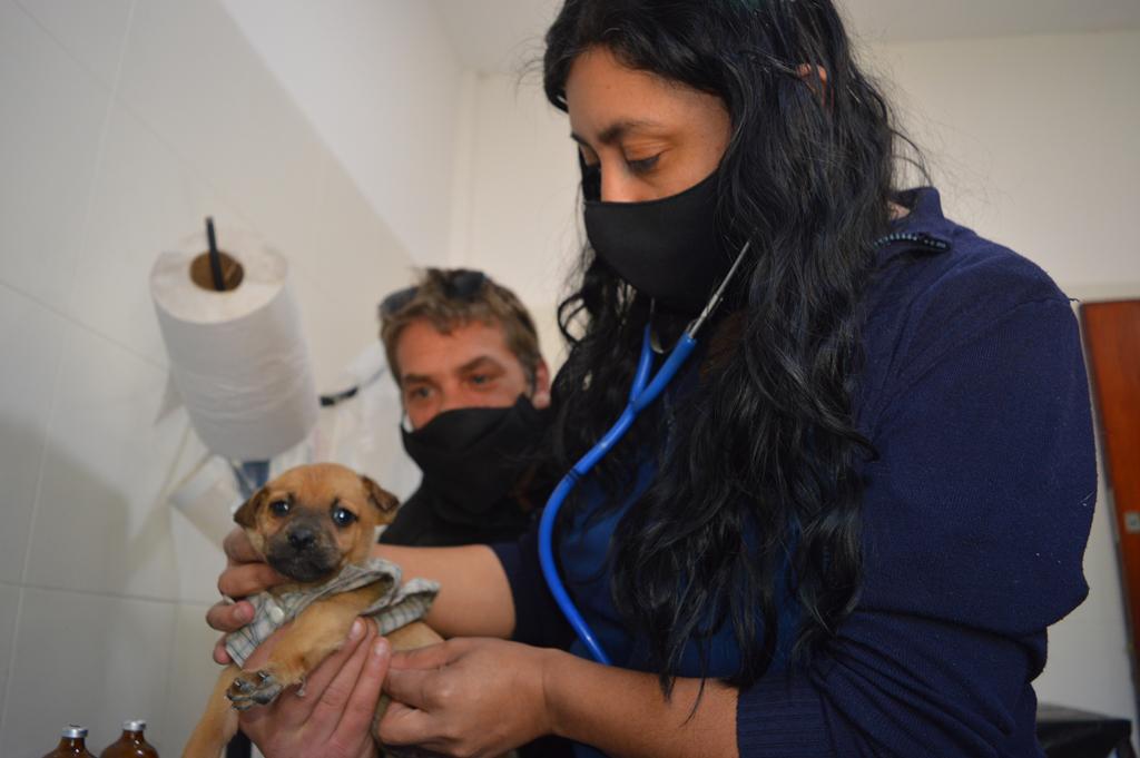 Adopción Día de los Enamorados 08