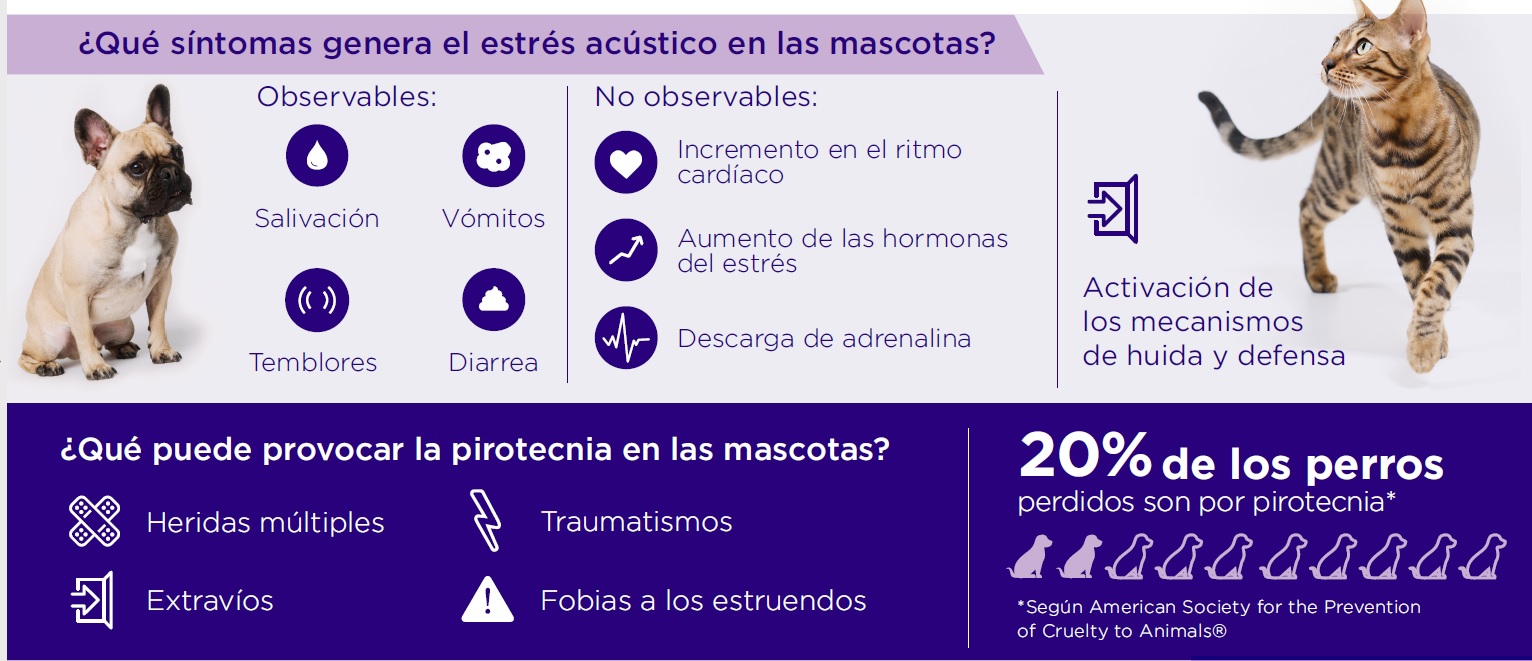 ¿cómo Cuidar A Las Mascotas De La Pirotecnia Durante Las Fiestas