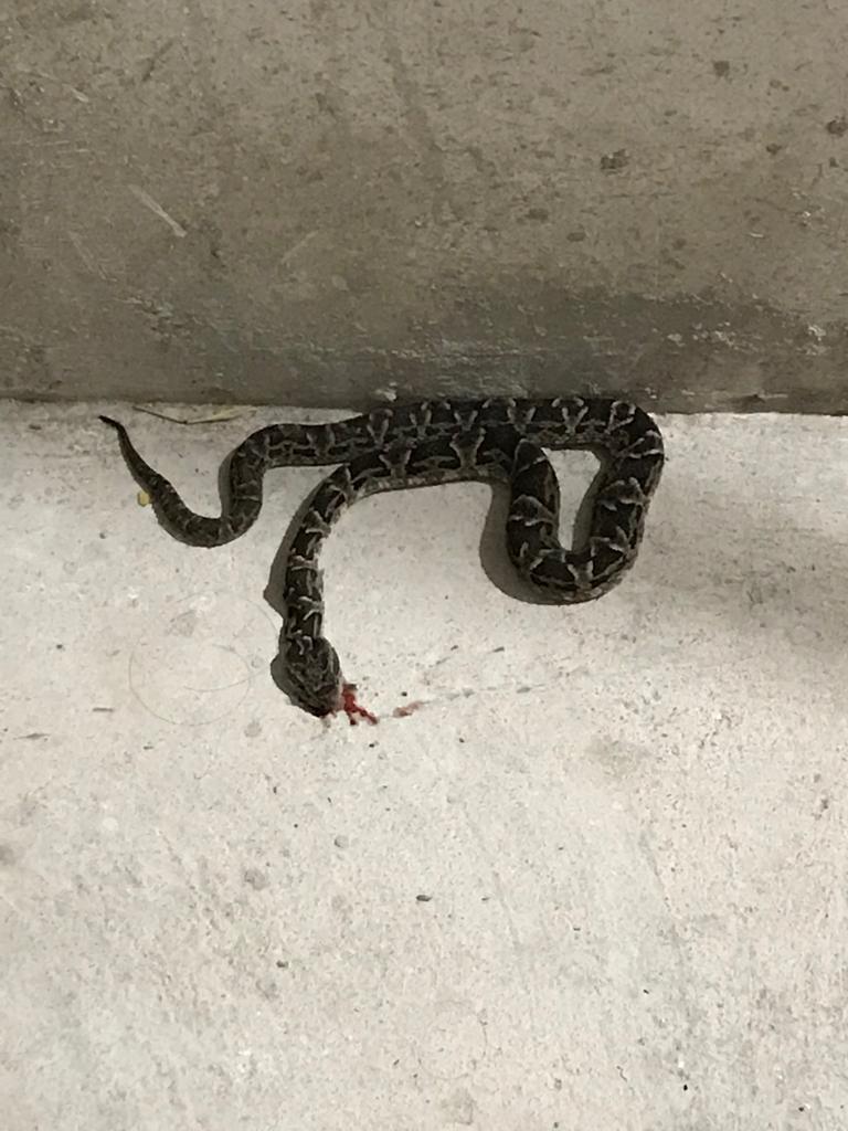 viboras en salta (2)