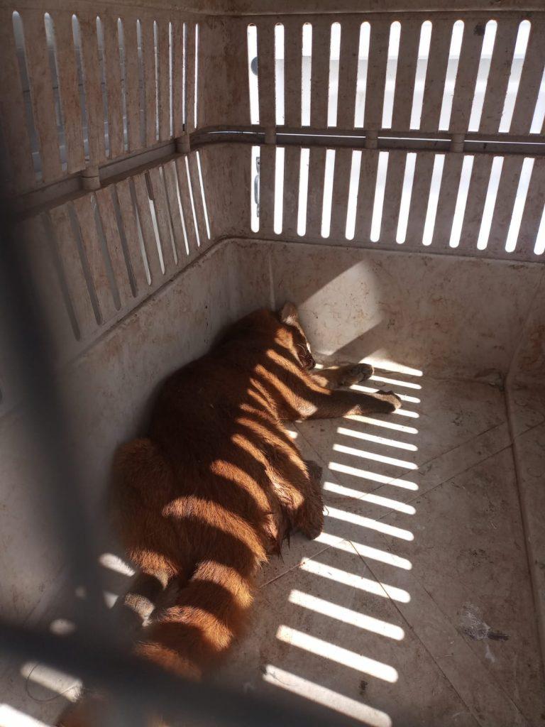 Yaguarundí rescatado 02