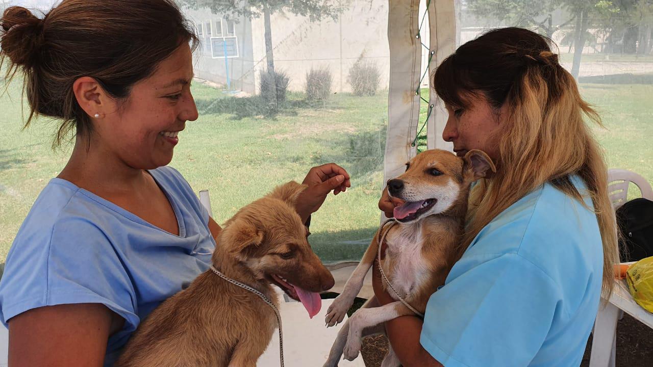 Adopción Día de los Enamorados 01