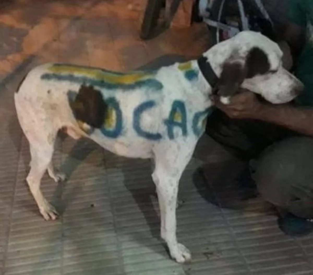 perro pintado 1