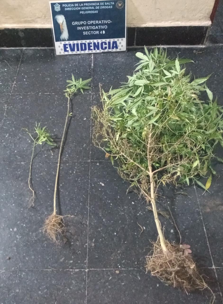 Plantines de marihuana