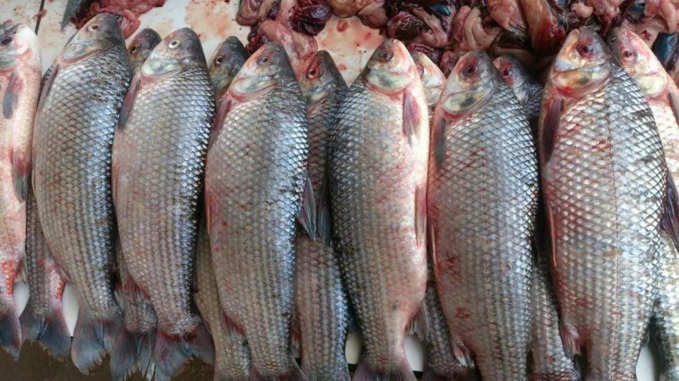 bolivia-adios-al-sabalo