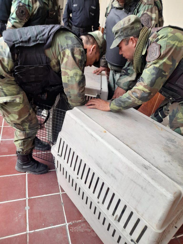 Yaguarundí rescatado 01 