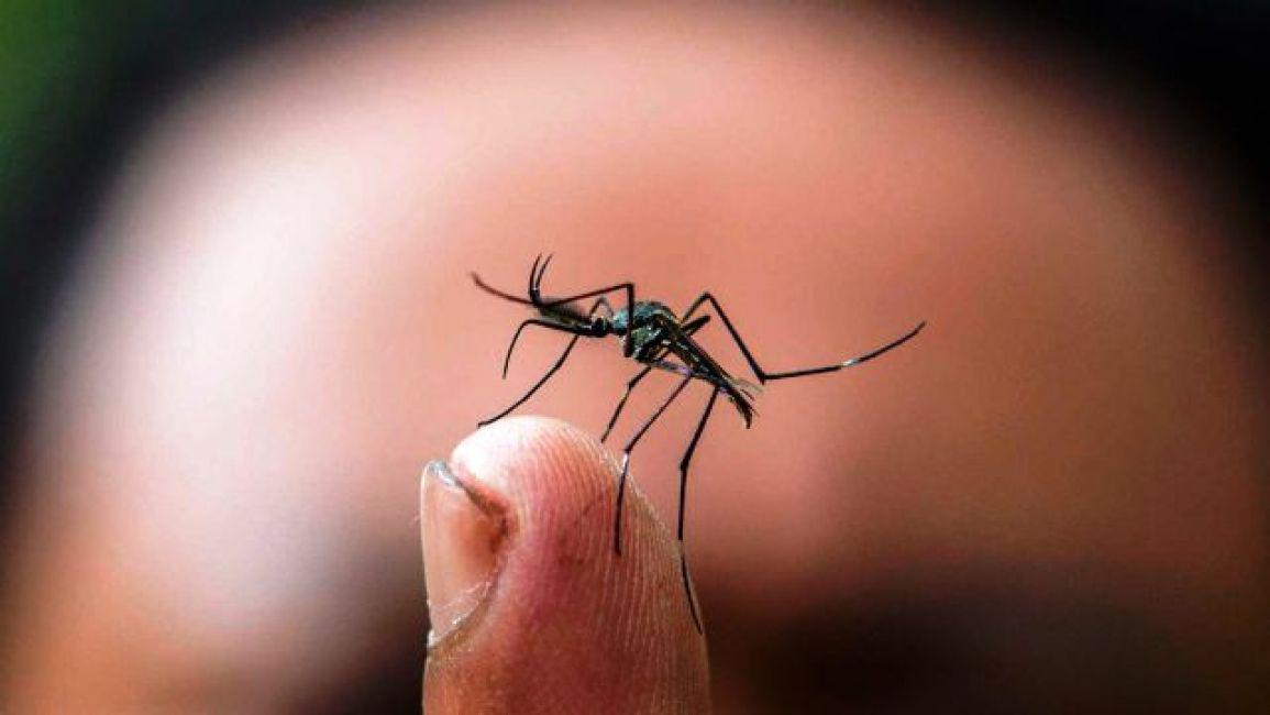 dengue mosquito