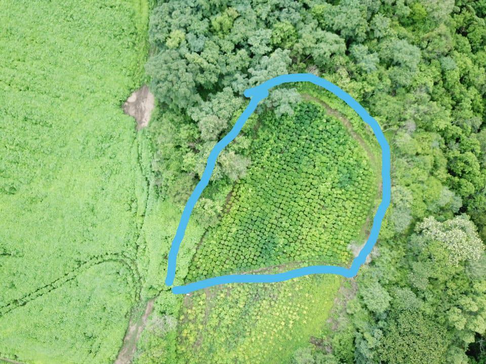 Plantación Marihuana La Caldera 01