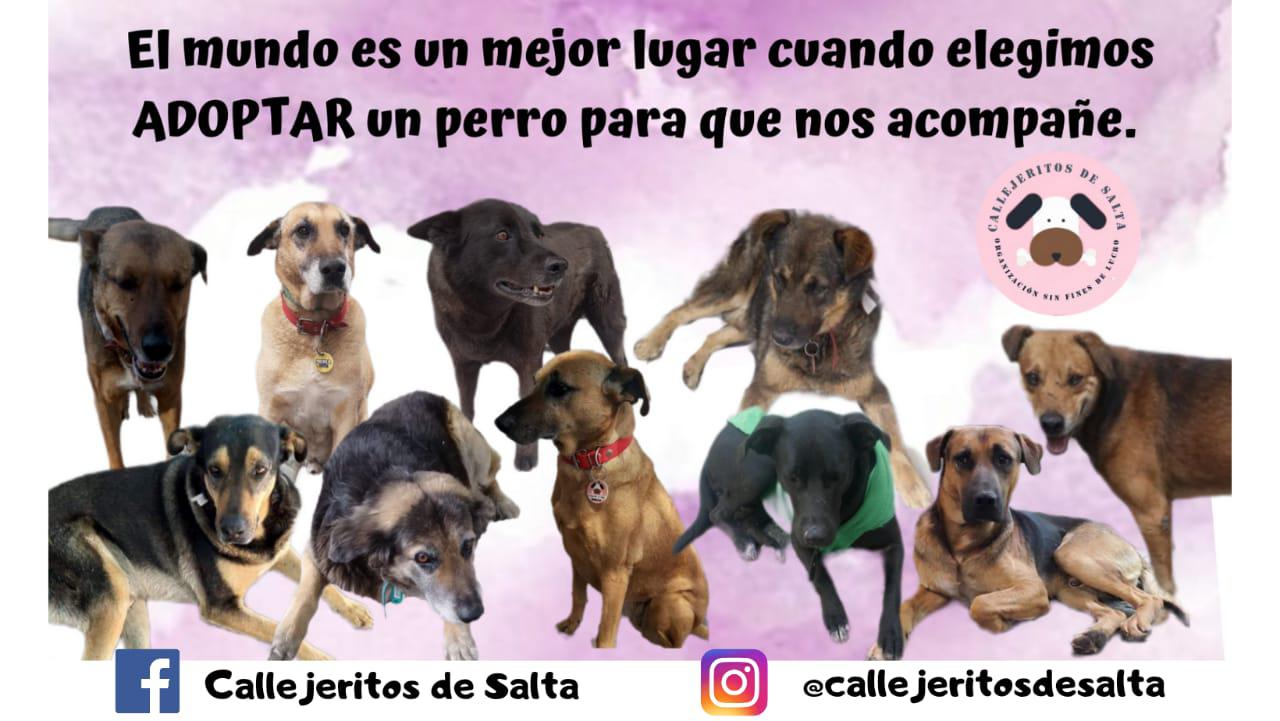callejeritos en adopcion (3)