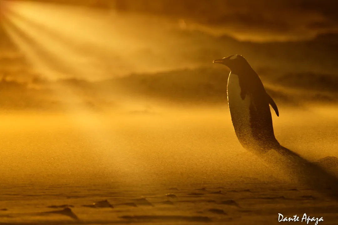 -5001473TIFF Adobe RGB (1998)