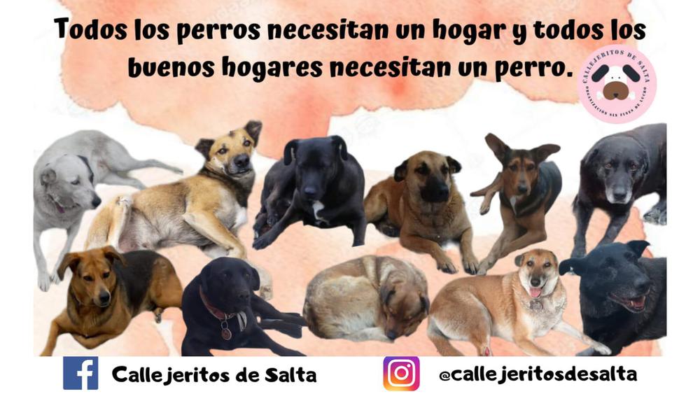 callejeritos en adopcion (1)