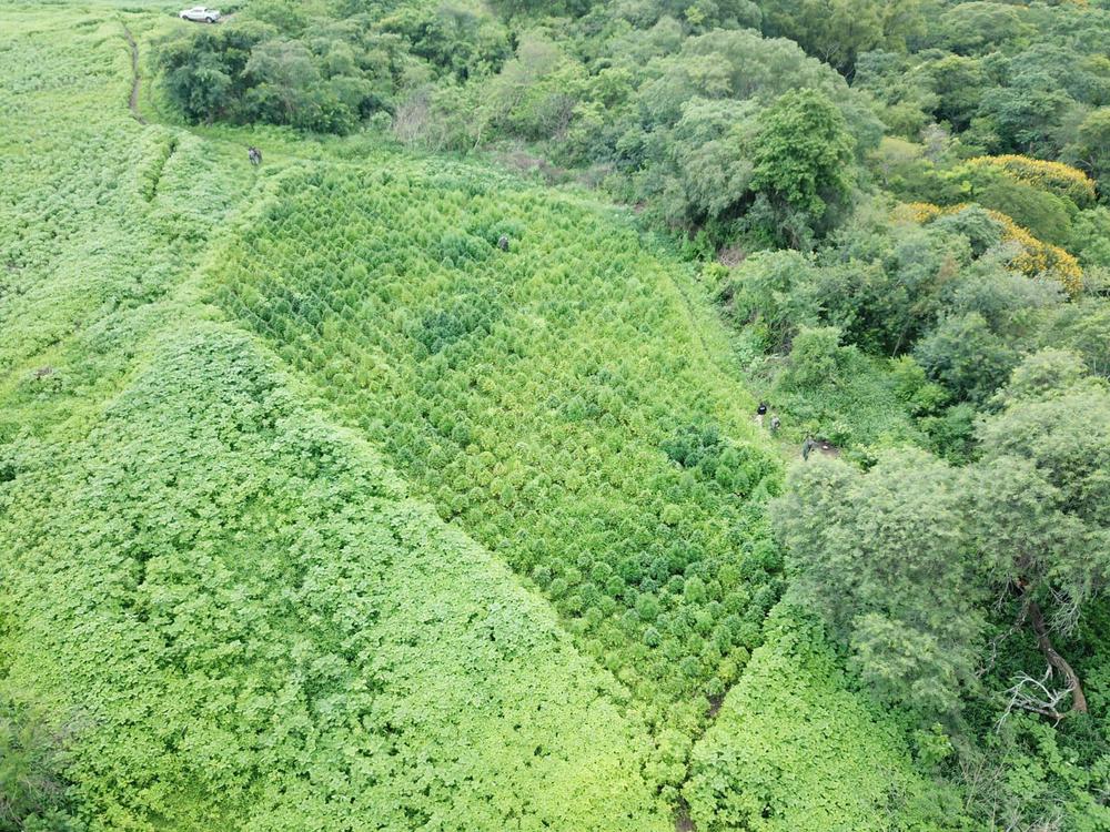 finca marihuana La Caldera