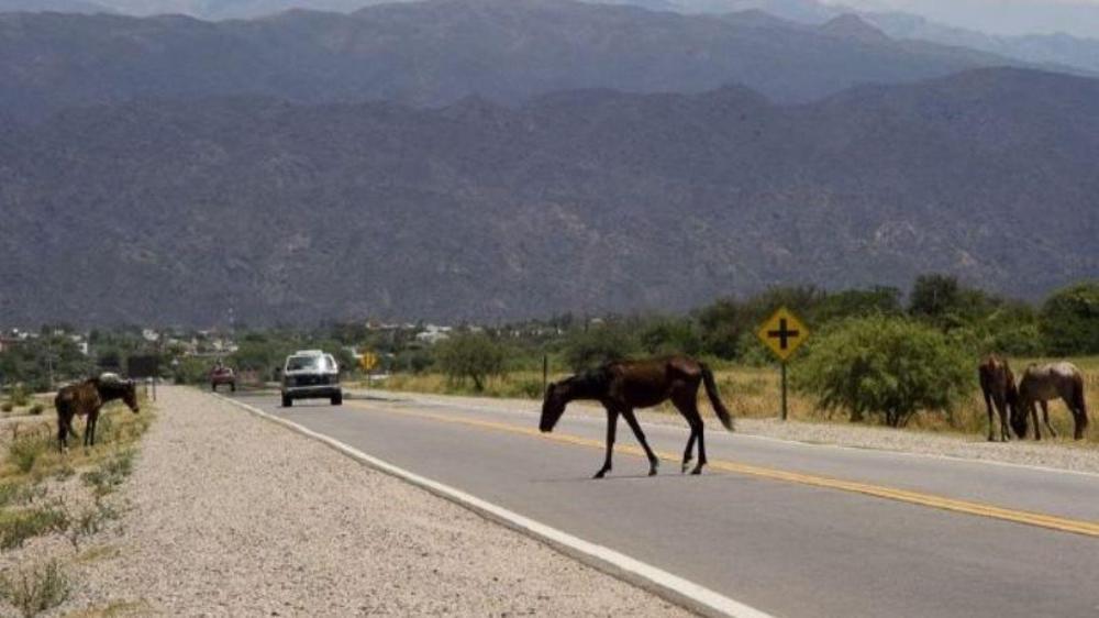 caballos sueltos