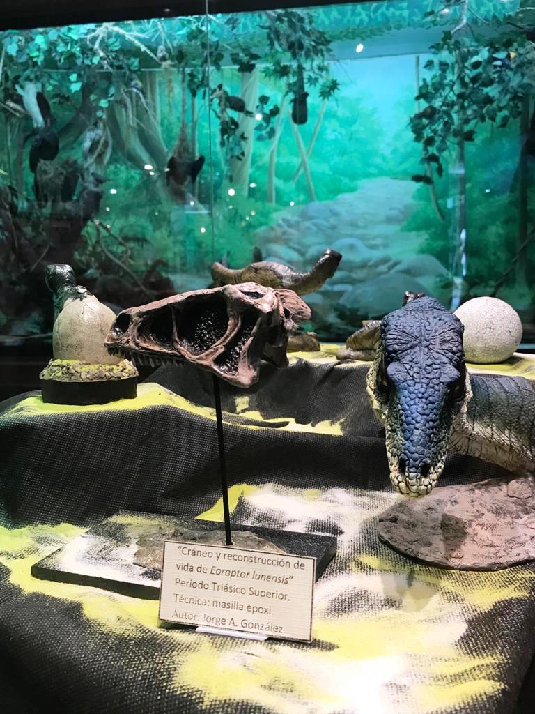 DINOS MUSEO 8