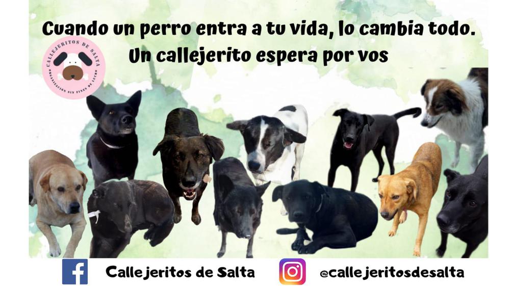 callejeritos en adopcion (2)