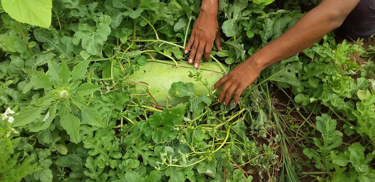 huertas familiartes 3