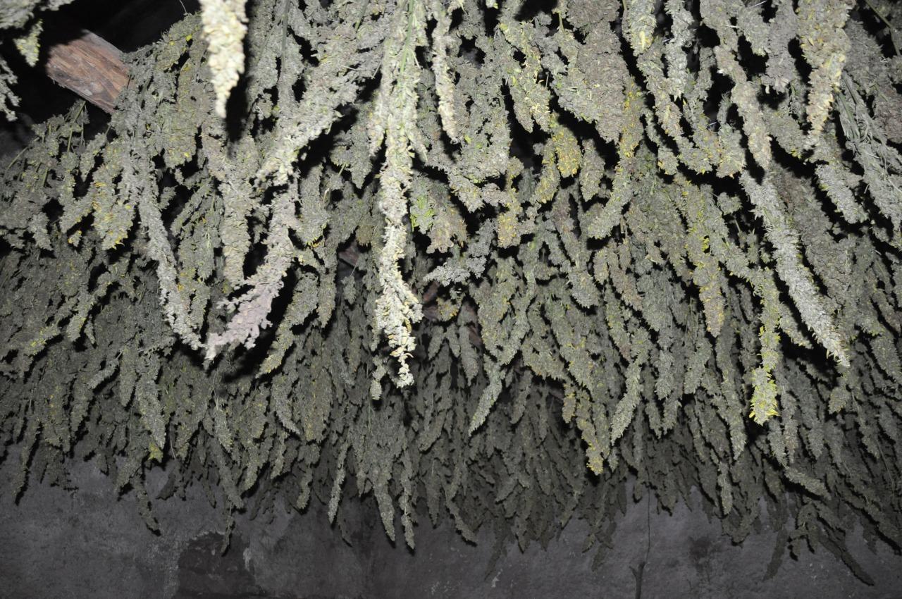 megaplantación de marihuana 3