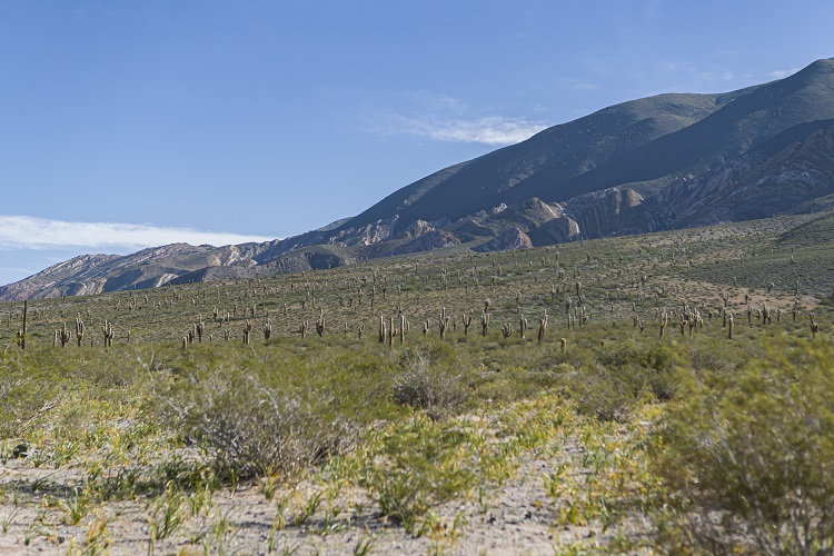 Parque Nacional Los Cardones 2