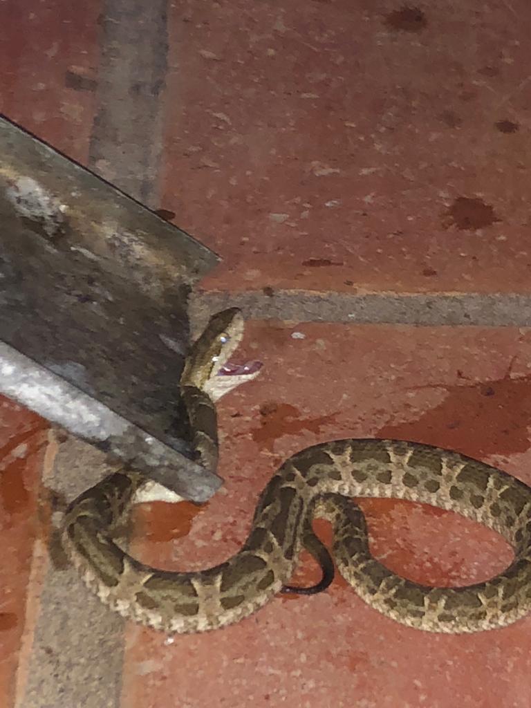 viboras en salta (1)