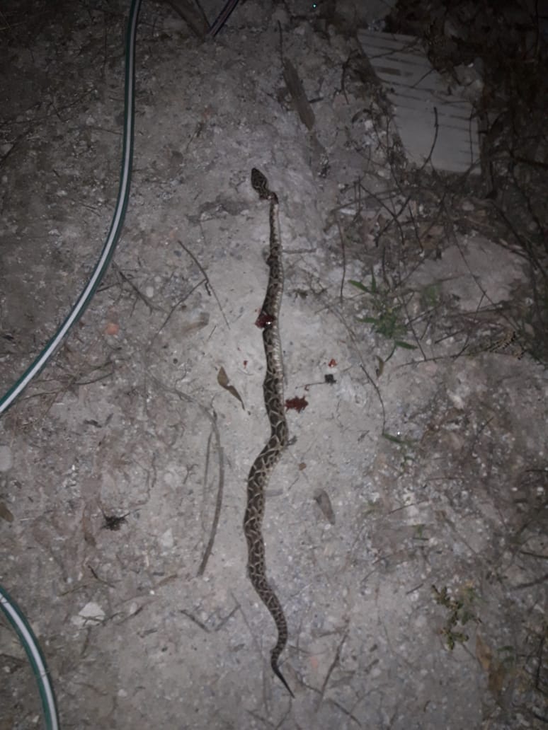 viboras en salta (3)