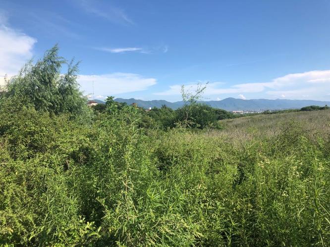 yuyos Grand Bourg (3)