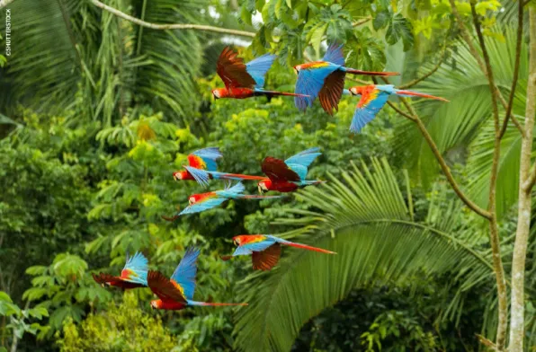 Avistamiento de Guacamayos