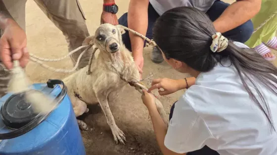 Leishmaniasis Perros