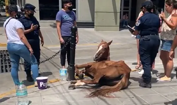 caballo herido