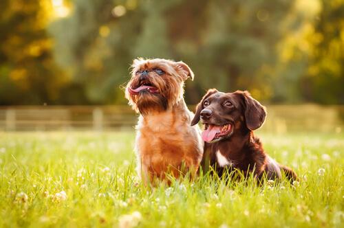 Más de 40 mascotas adoptadas en el Parque San Martín