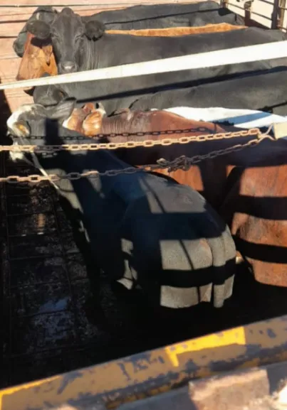 Recuperan ganado y secuestran armas de fuego 04