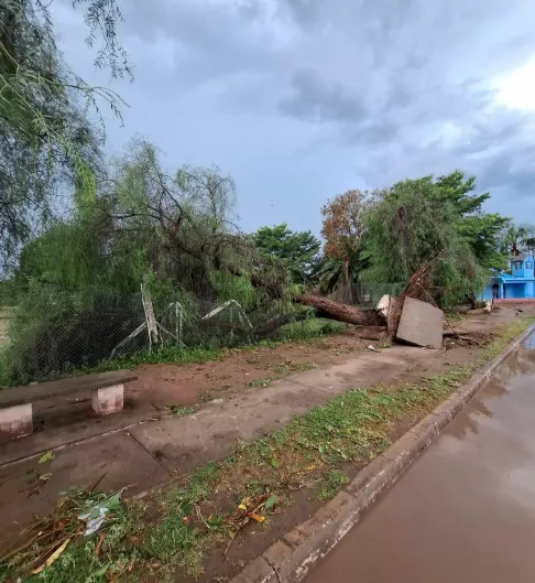 TEMPORALCOLONIASANTAROSA2