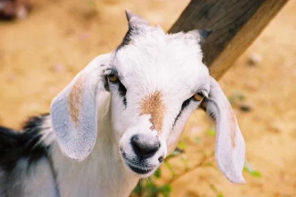 cabrito muerte santiago del estero