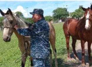 caballos sueltos orán