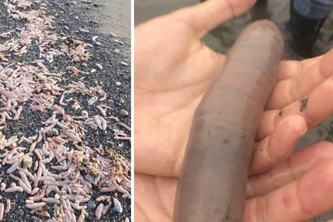 Alerta por la invasión de “peces pene” en las costas de la Patagonia: qué son