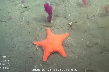 talud continental iv3