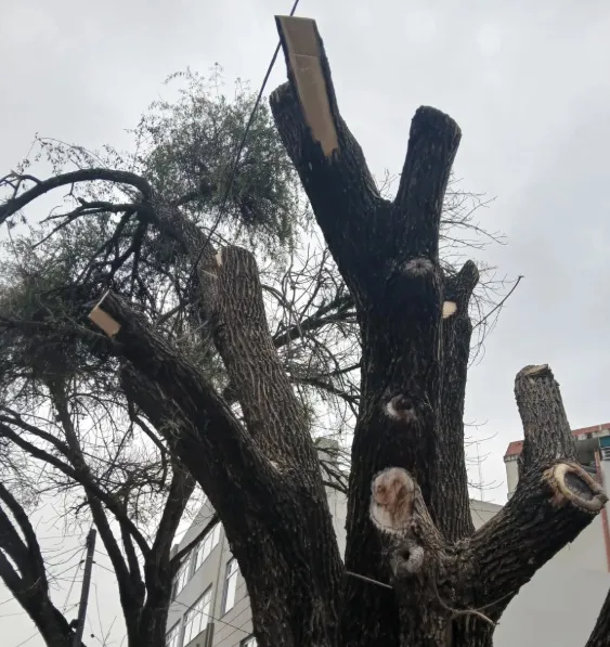 PODASANATORIOSANROQUE