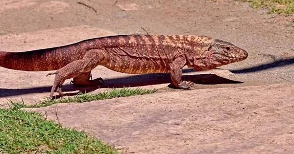 iguana