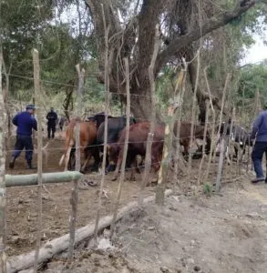 Animales sueltos Animales sueltos